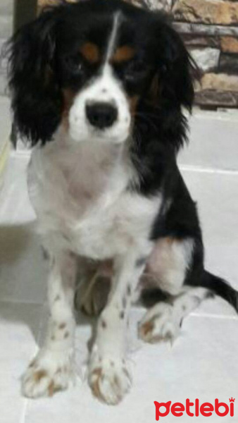 Cavalier King Charles Spanieli, Köpek  ARES fotoğrafı