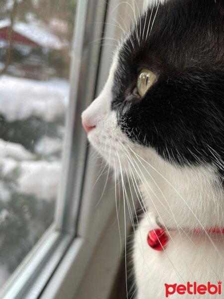 Tuxedo (Smokin) Kedi, Kedi  armi fotoğrafı