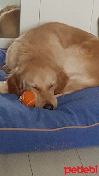 Golden Retriever, Köpek  Milo fotoğrafı