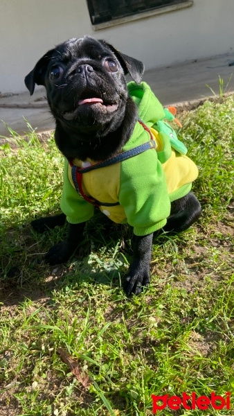 Pug, Köpek  Zeytin fotoğrafı