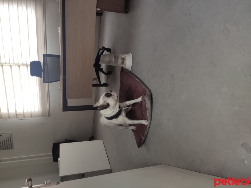 Fransız Bulldog, Köpek  Odin fotoğrafı