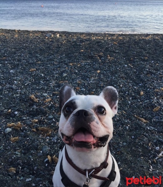 Fransız Bulldog, Köpek  Odin fotoğrafı