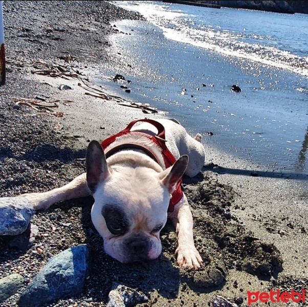 Fransız Bulldog, Köpek  Odin fotoğrafı