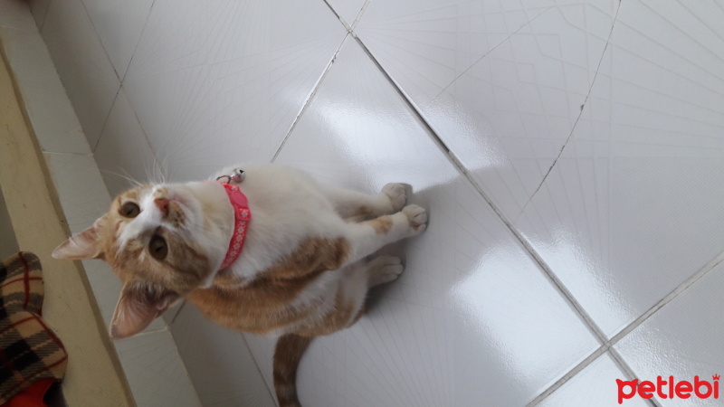 Tekir Kedi, Kedi  Mia fotoğrafı