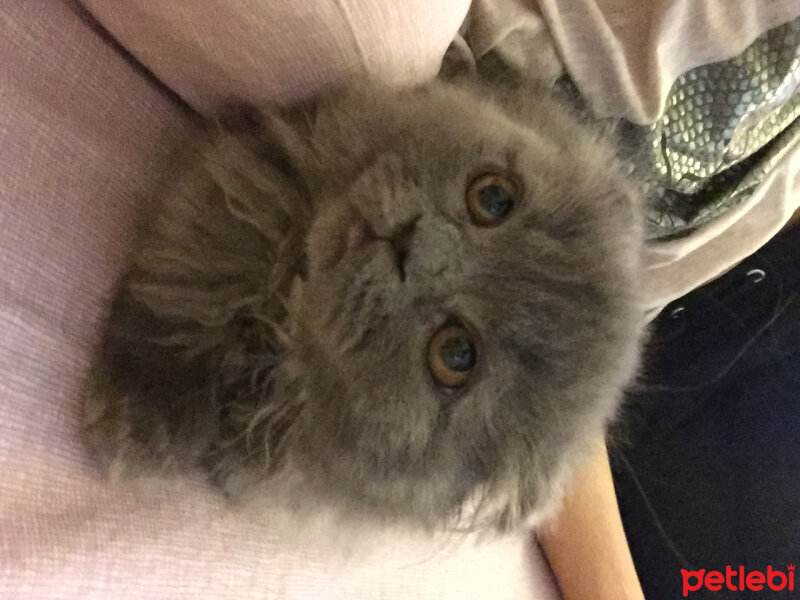 Scottish Fold, Kedi  Tedy fotoğrafı