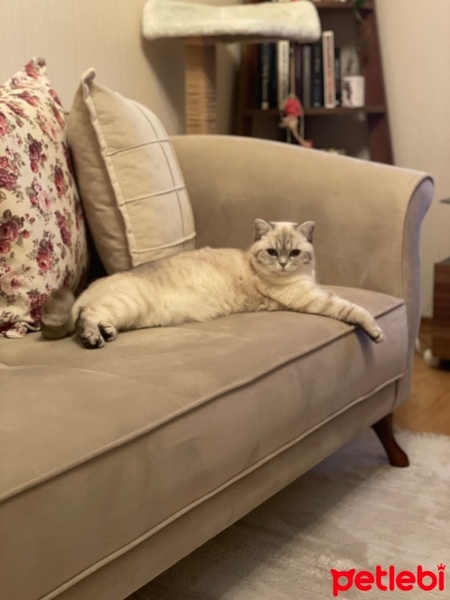 British Shorthair, Kedi  Molly fotoğrafı