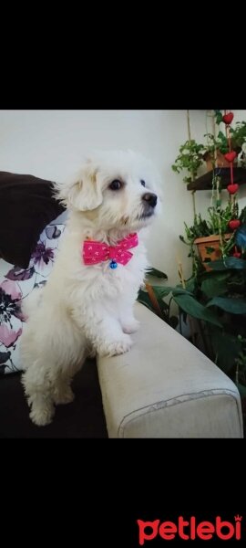 Maltese, Köpek  Mia fotoğrafı