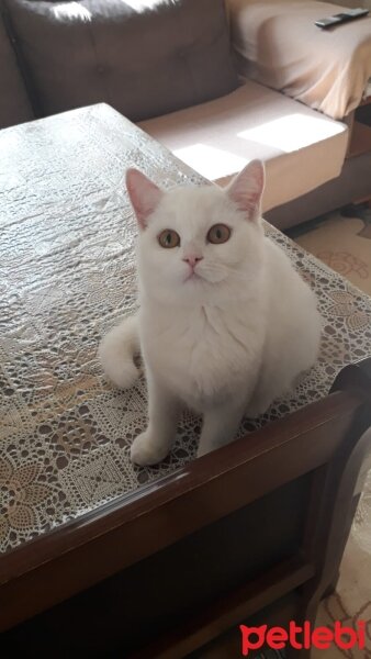 Scottish Fold, Kedi  Sütlac fotoğrafı