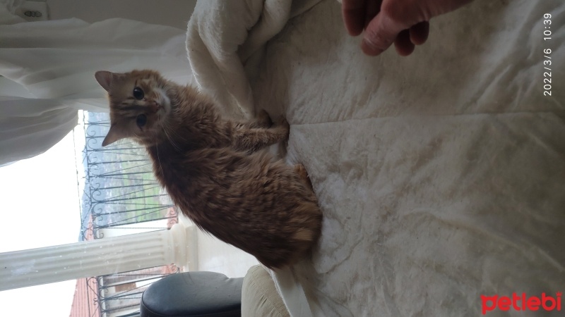 Tekir Kedi, Kedi  Molly fotoğrafı