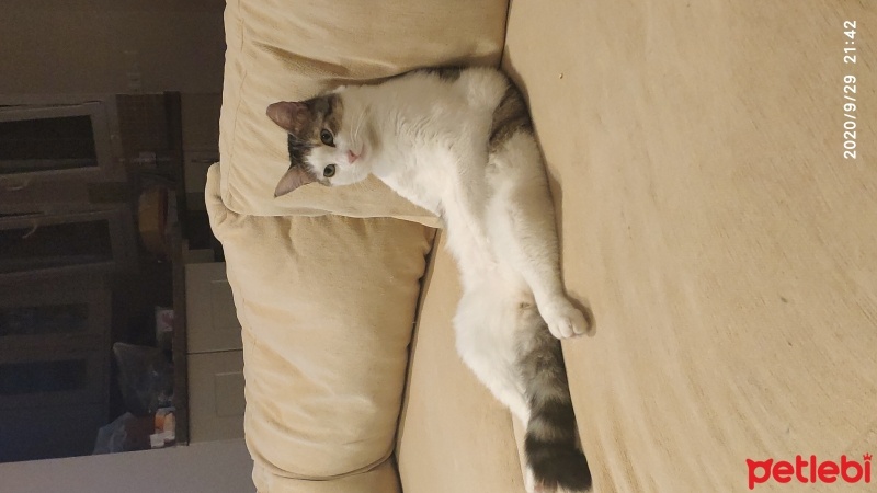 Tekir Kedi, Kedi  Bubi fotoğrafı
