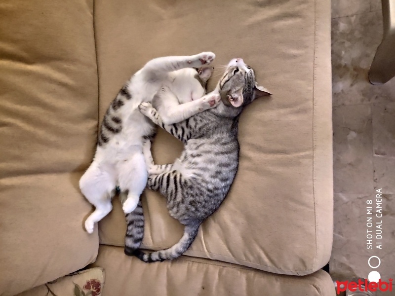 Tekir Kedi, Kedi  Eddy fotoğrafı