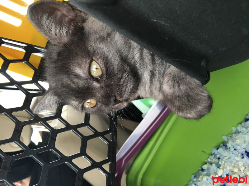 British Shorthair, Kedi  Alaca fotoğrafı