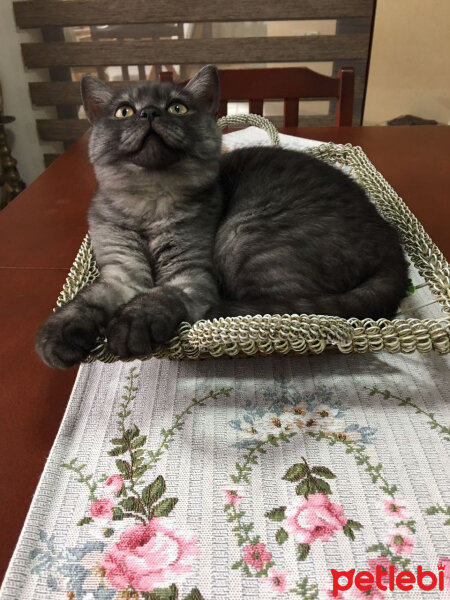 British Shorthair, Kedi  Alaca fotoğrafı