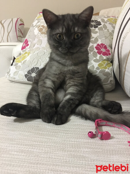 British Shorthair, Kedi  Alaca fotoğrafı