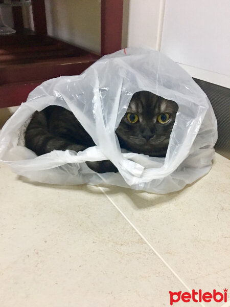 British Shorthair, Kedi  Alaca fotoğrafı