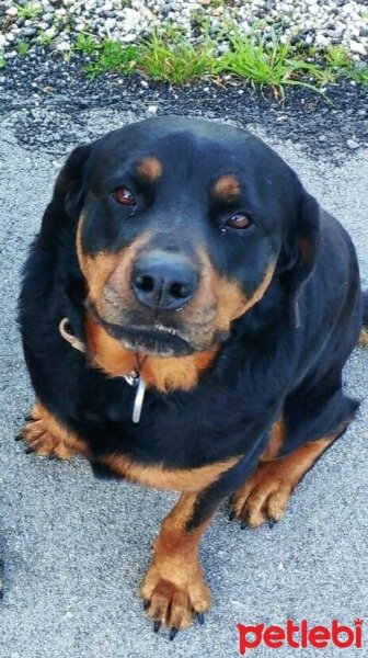 Rottweiler, Köpek  Leydi fotoğrafı