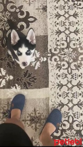 Sibirya Kurdu (Husky), Köpek  Ati fotoğrafı