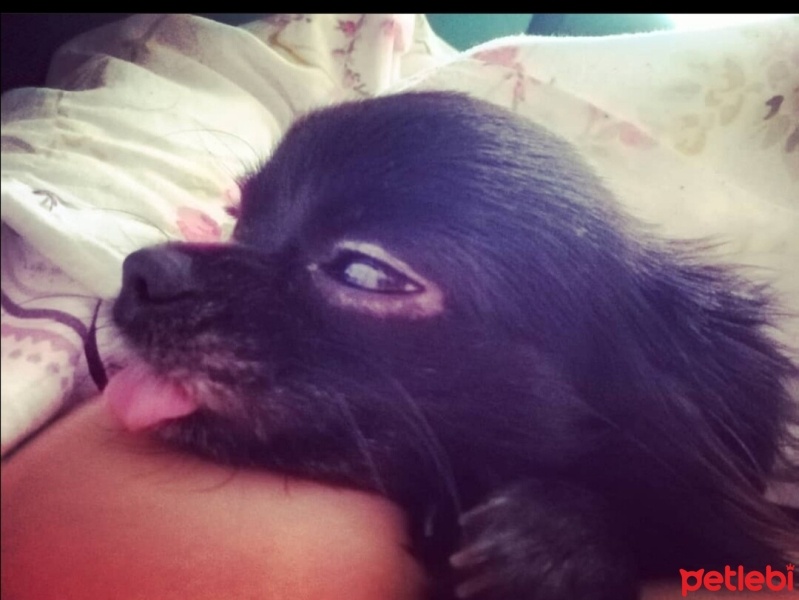 Chihuahua, Köpek  Siyah İnci fotoğrafı