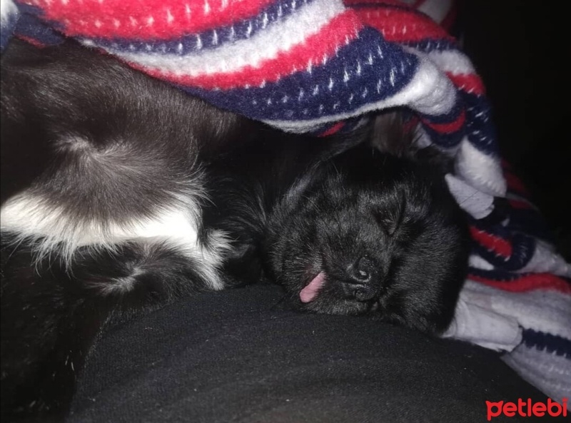 Chihuahua, Köpek  Siyah İnci fotoğrafı
