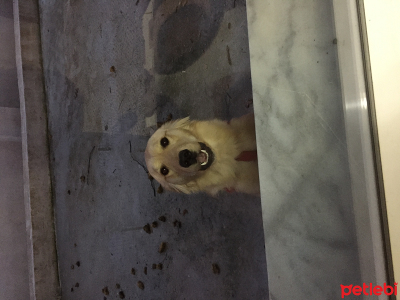 Golden Retriever, Köpek  Hatchiko fotoğrafı