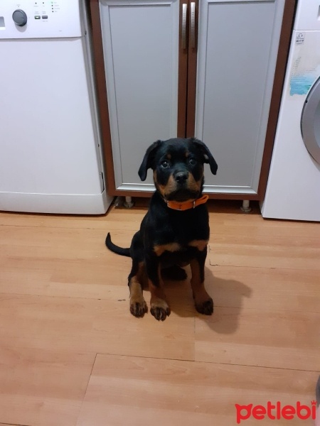 Rottweiler, Köpek  Asya fotoğrafı