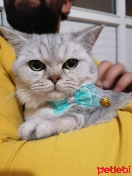 British Shorthair, Kedi  Paşa fotoğrafı