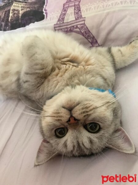 British Shorthair, Kedi  Paşa fotoğrafı