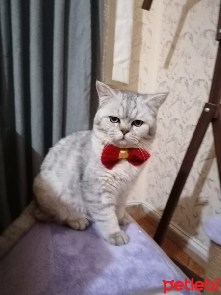 British Shorthair, Kedi  Paşa fotoğrafı