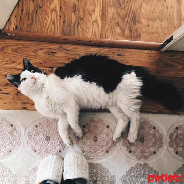 Tuxedo (Smokin) Kedi, Kedi  Mami fotoğrafı