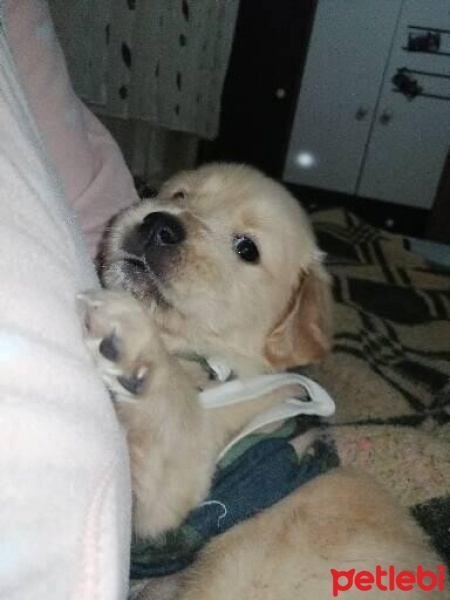 Golden Retriever, Köpek  Ares fotoğrafı