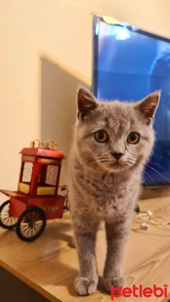 British Shorthair, Kedi  Bulut fotoğrafı