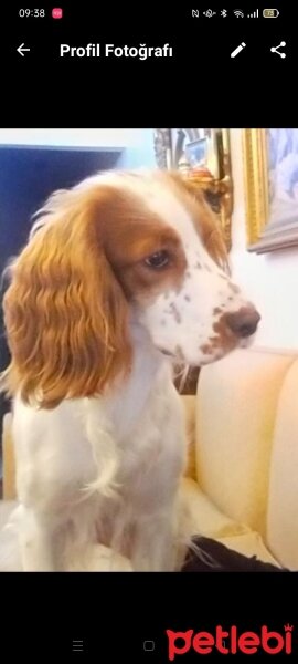 Welsh Springer Spaniel, Köpek  Zeus fotoğrafı