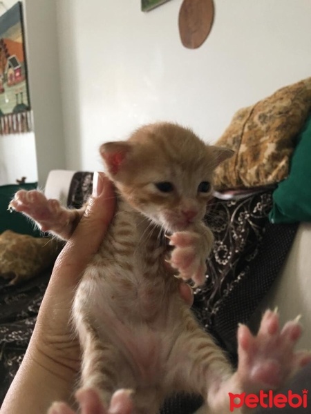 Sarman, Kedi  BAL fotoğrafı
