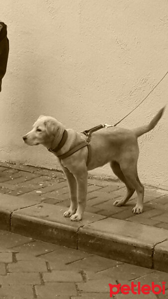 Golden Retriever, Köpek  lucky fotoğrafı