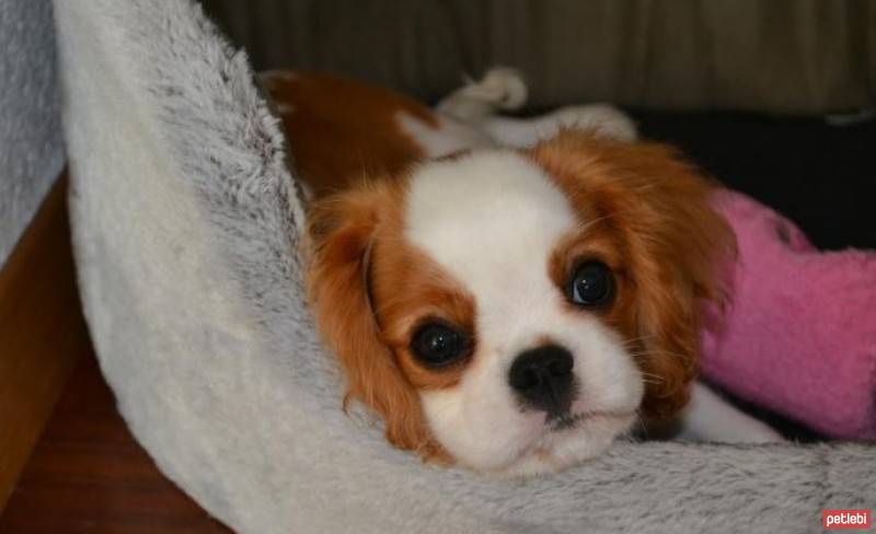 Cavalier King Charles Spanieli, Köpek  Mia fotoğrafı