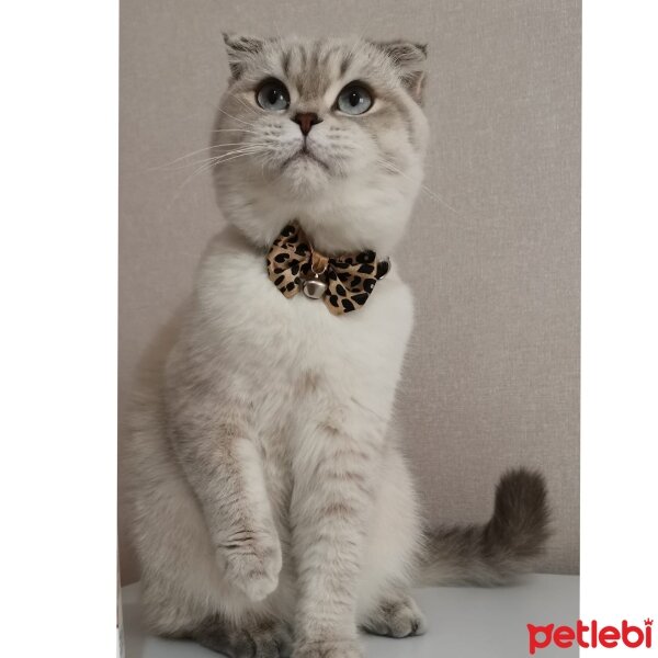 Scottish Fold, Kedi  Luna fotoğrafı