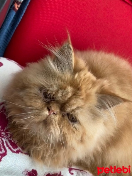 İran Kedisi (Persian), Kedi  feride fotoğrafı