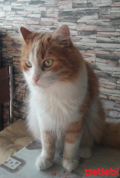 Sarman, Kedi  Miya fotoğrafı