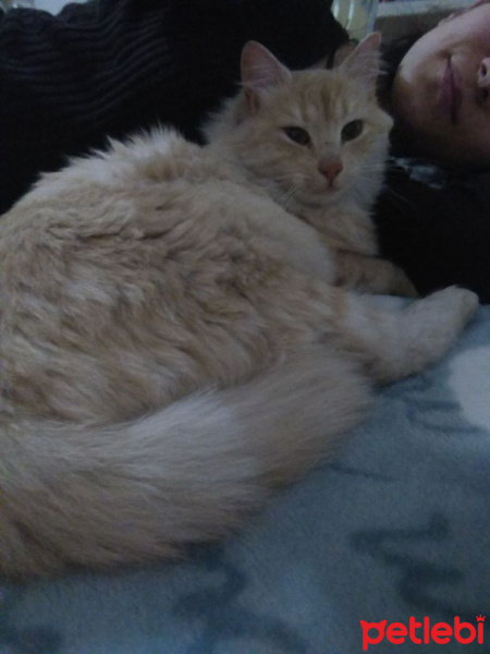 Chinchilla, Kedi  Riese fotoğrafı