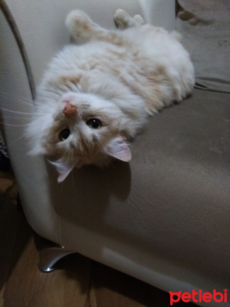 Chinchilla, Kedi  Riese fotoğrafı