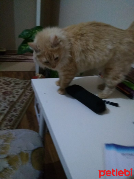 Chinchilla, Kedi  Riese fotoğrafı