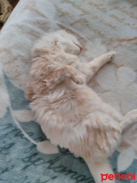 Chinchilla, Kedi  Riese fotoğrafı