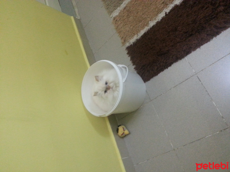 Himalayan, Kedi  Kaymak fotoğrafı