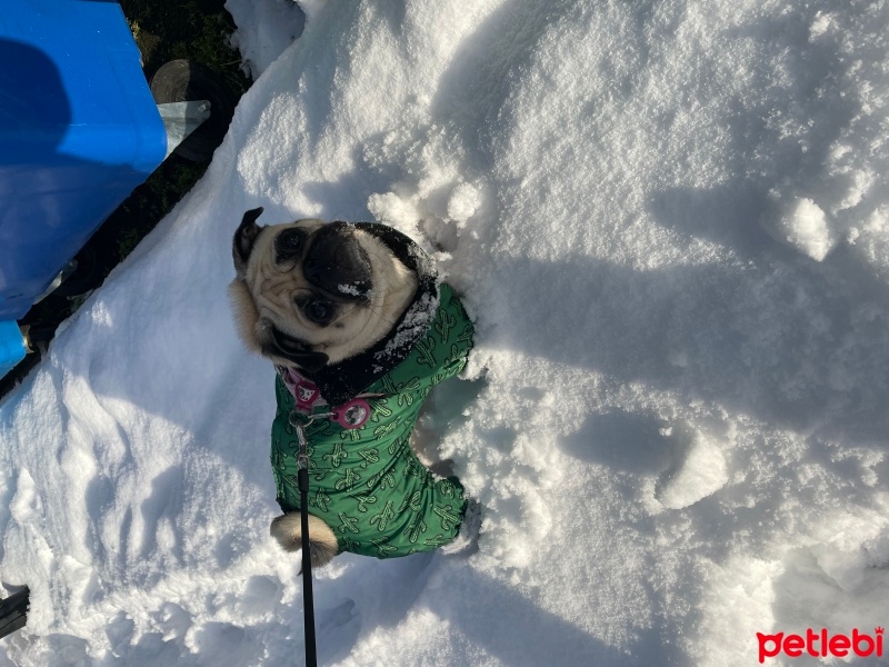 Pug, Köpek  Ponçik fotoğrafı