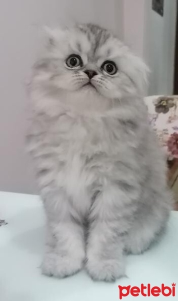 Scottish Fold, Kedi  Bulut fotoğrafı