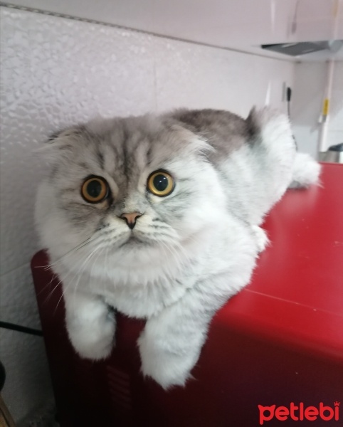 Scottish Fold, Kedi  Bulut fotoğrafı