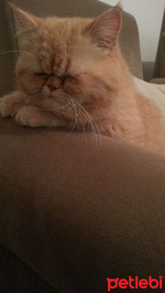 Exotic Shorthair, Kedi  TARÇIN fotoğrafı