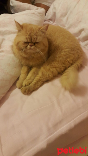 Exotic Shorthair, Kedi  TARÇIN fotoğrafı