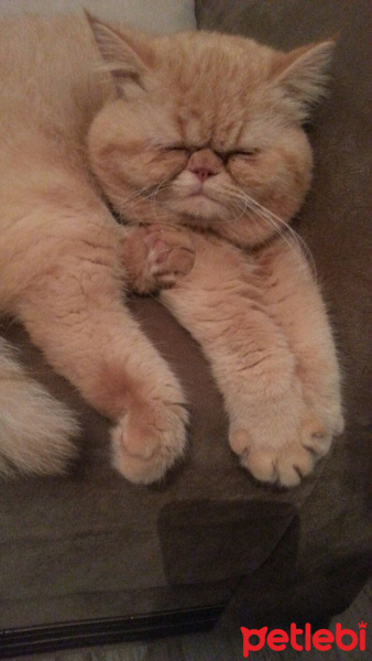 Exotic Shorthair, Kedi  TARÇIN fotoğrafı