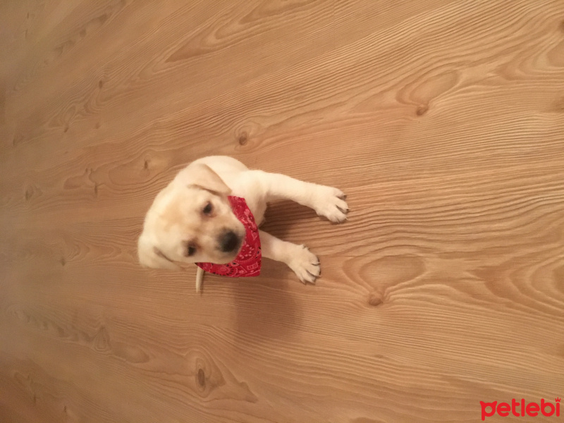Labrador Retriever, Köpek  Sansa fotoğrafı